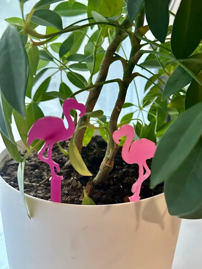 Flamingo Plant Buddies Set